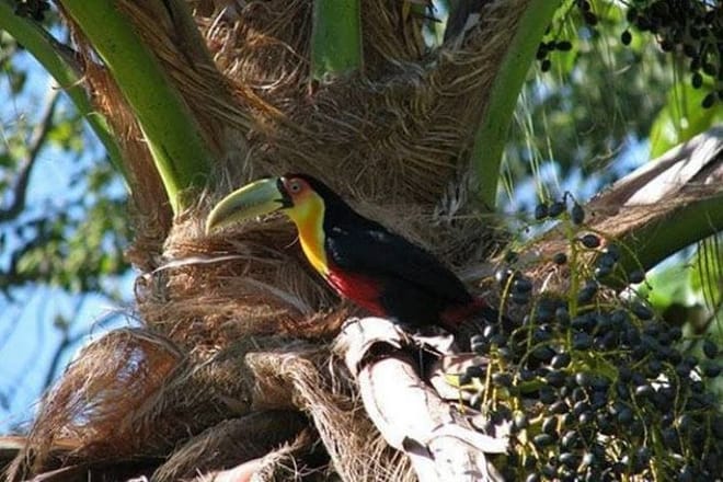 Ilhabela: A Real Paradise In The Coast Of São Paulo – 3-Day Private Tour 8