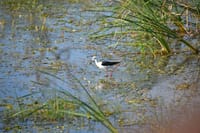 One Day Safari Tour to Bundala National Park from Colombo 7