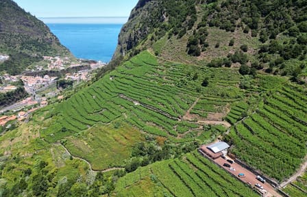 4x4 Wine Tour and Scenic Views in Funchal, Portugal