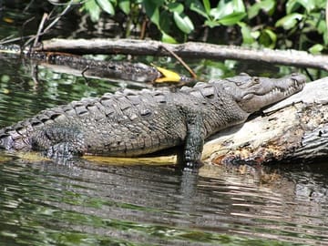 Sleeping Crocodile