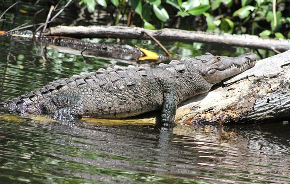 Private Day Tour to YS Falls and Black River from Falmouth