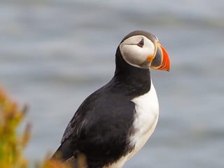 Big Whales & Puffins RIB boat tour, photo 6