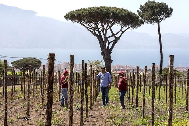 Vesuvius Organic Wine Tasting and Lunch from the Amalfi Coast - Photo 5