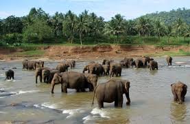 Make your honeymoon memorable with this romantic honeymoon package to Sri Lanka. 7