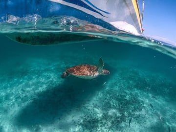 Half-day Tour Sea Turtles Encounter in Akumal Bay