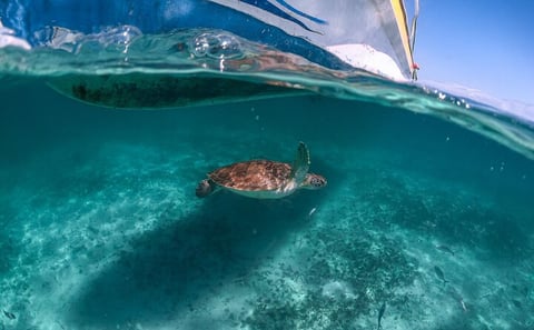 Half-day Tour Sea Turtles Encounter in Akumal Bay