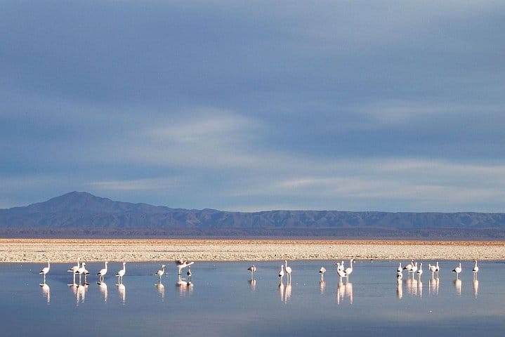 San Pedro de Atacama, Laguna de Chaxa and Toconao - Half day 2
