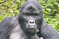 3 Days Rwanda Gorilla Trekking 8