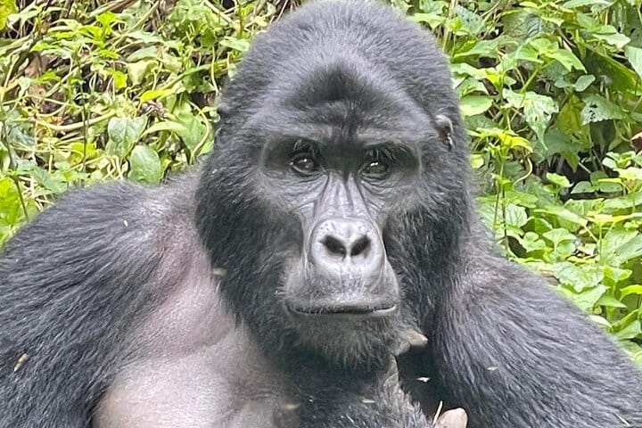 3 Days Rwanda Gorilla Trekking 8
