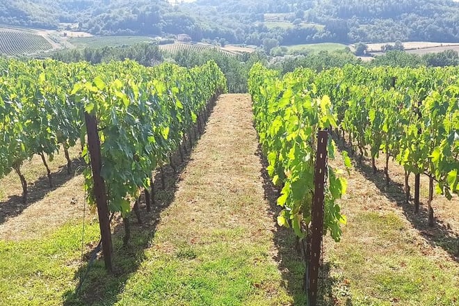 Florence–Siena Luxury Transfer via Chianti Wine Country - Photo 4