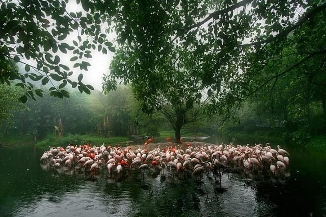 Private Day Tour to Chimelong Safari and Circus Show in Guangzhou 6