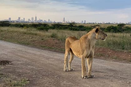 Airport Layover Tour to Nairobi National Park and Giraffe Center