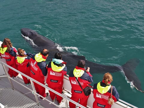 Akureyri Classic Whale Watching
