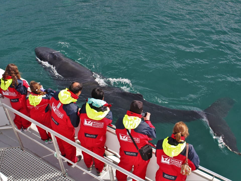 Akureyri Classic Whale Watching — Elding Adventure at Sea