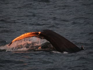 Akureyri Express Whales in the Midnight Sun, photo 6