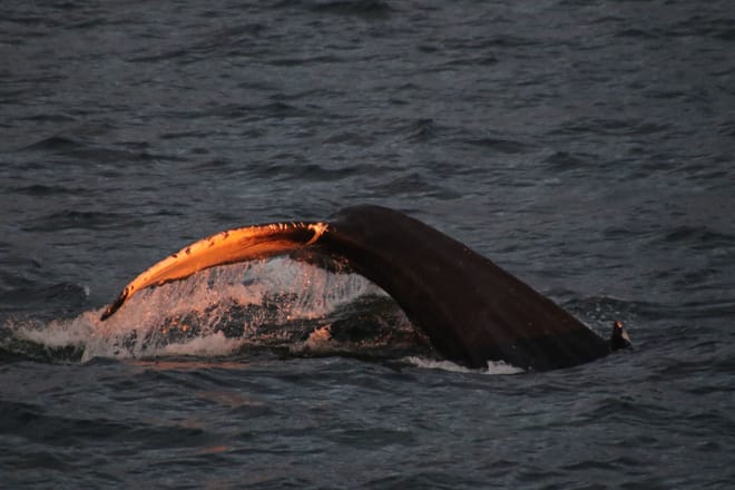 Akureyri Express Whales in the Midnight Sun 6