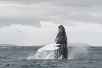 Akureyri Classic Whale Watching 5