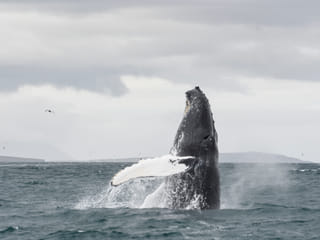Akureyri Classic Whale Watching, photo 6