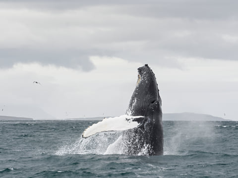 Akureyri Classic Whale Watching, photo 6