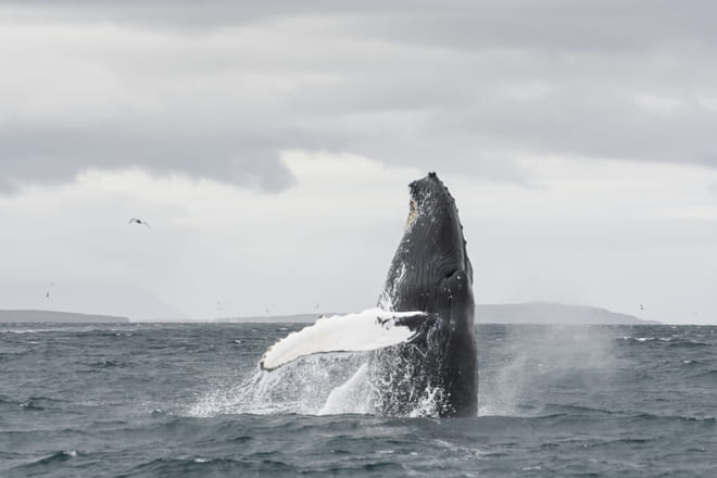 Akureyri Classic Whale Watching 5