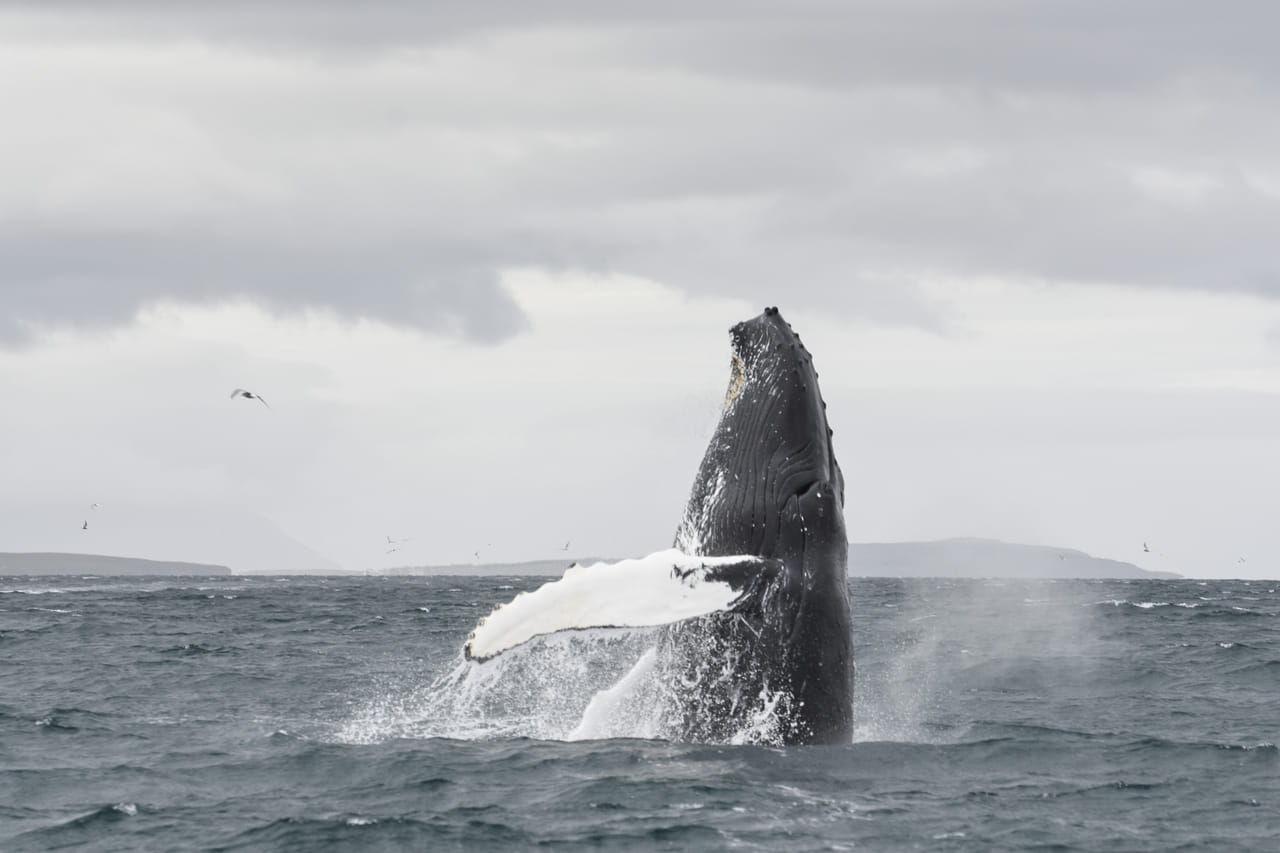 Akureyri Classic Whale Watching 5