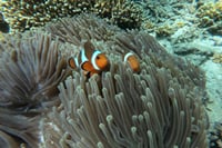 Bali Snorkeling at Blue Lagoon, Kanto Lampo, & Suwat Waterfalls 9