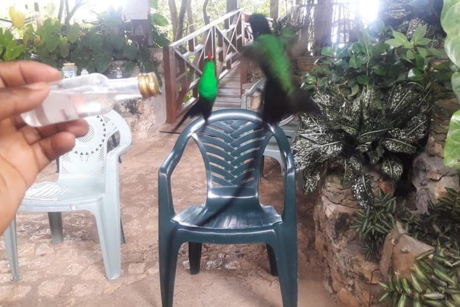 Feeding 2 Humming birds