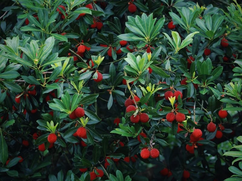Suzhou: Xishan Island & Bayberry Picking Private Day Trip