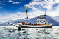 Humpback whale in front of Náttfari