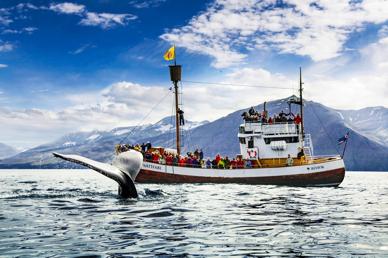 Humpback whale in front of Náttfari