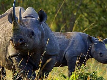 Nairobi National Park Wildlife Game Drive Tour