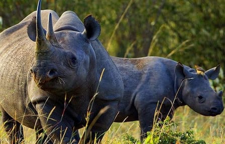 Nairobi National Park Wildlife Game Drive Tour