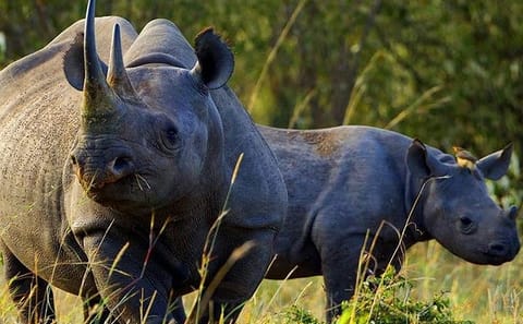 Nairobi National Park Wildlife Game Drive Tour