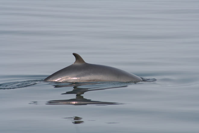 Diving Silfra & Whale Watching photo 5