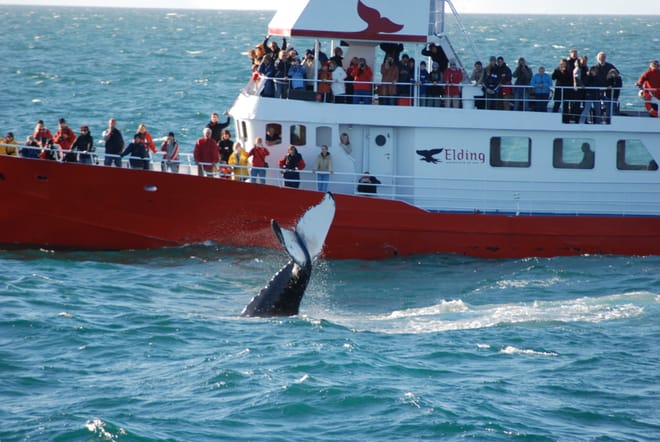 Diving Silfra & Whale Watching photo 4