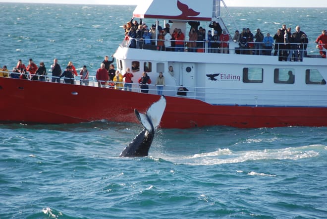 Snorkeling Silfra & Whale Watching photo 2