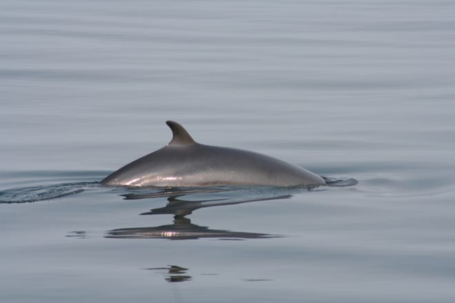 Snorkeling Silfra & Whale Watching photo 4