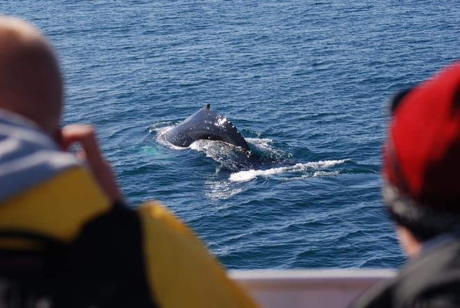 Snorkeling Silfra & Whale Watching photo 6