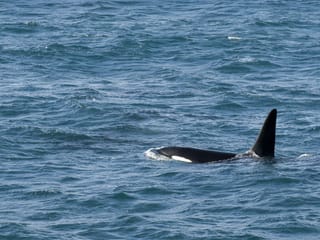 Reykjavík Classic Whale Watching without pickup, photo 11
