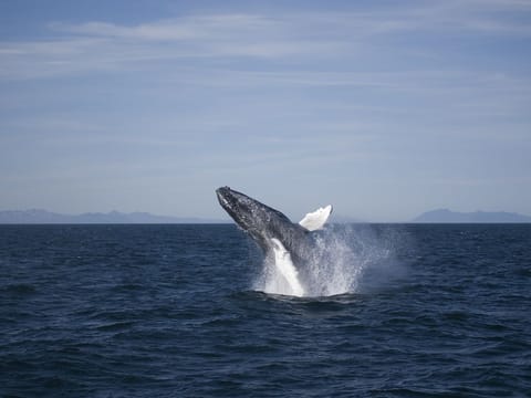 Reykjavík Classic Whale Watching without pickup, photo 2