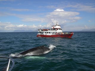 Reykjavík Classic Whale Watching without pickup, photo 6