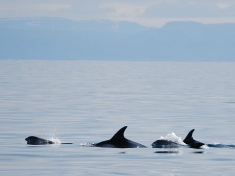 Reykjavík Classic Whale Watching including pickup, photo 8