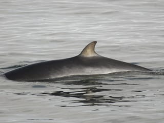 Reykjavík Classic Whale Watching without pickup, photo 10
