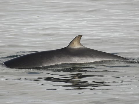 Reykjavík Classic Whale Watching including pickup, photo 10
