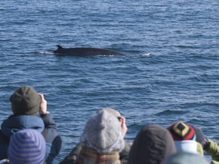 Reykjavík Classic Whale Watching , photo 6