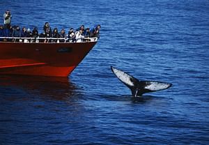 Reykjavík Classic Whale Watching 