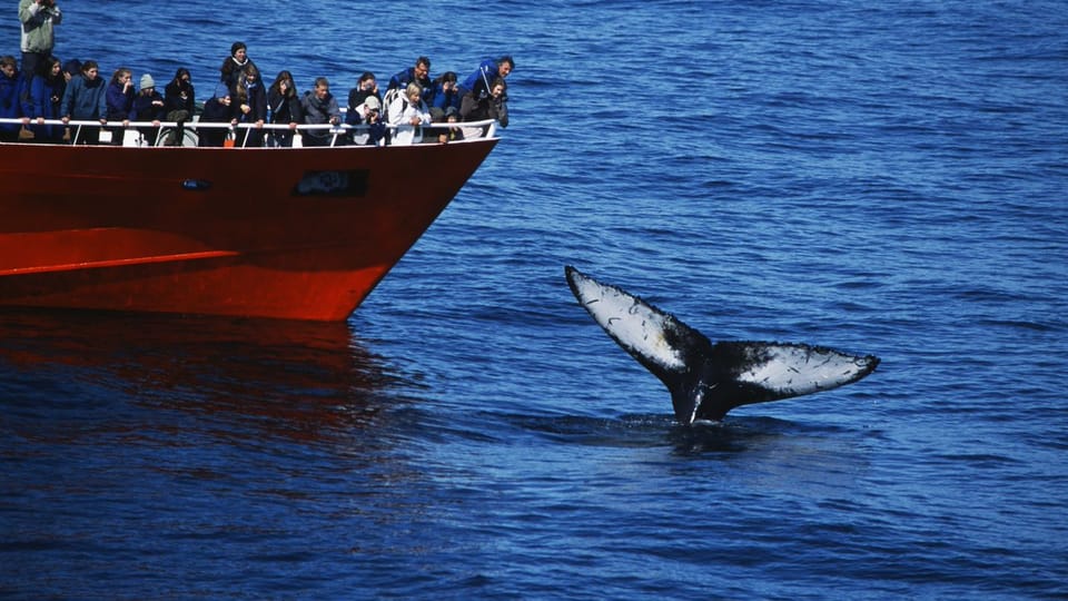Boat tours in Iceland sort into five kinds, and only two of them are sightseeing