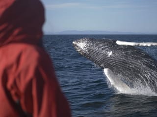 Reykjavík Classic Whale Watching , photo 11