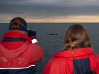 Reykjavík Classic Whales in the Midnight Sun, photo 15