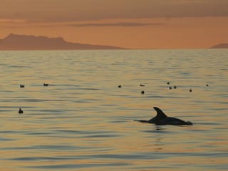 Reykjavík Classic Whales in the Midnight Sun, photo 10